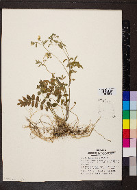 Polemonium reptans image