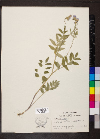 Polemonium reptans image
