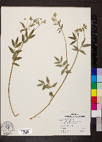 Polemonium reptans image