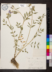 Polemonium reptans image