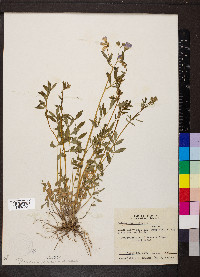 Polemonium reptans image