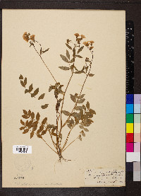 Polemonium reptans image