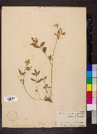 Polemonium reptans image