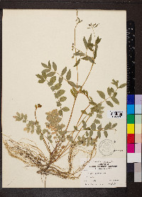 Polemonium reptans image