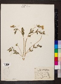 Polemonium reptans image