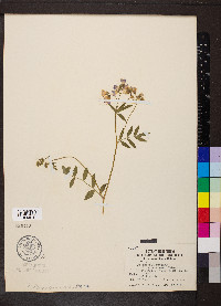 Polemonium reptans image