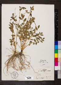 Polemonium reptans image