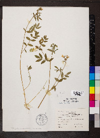 Polemonium reptans image