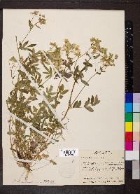 Polemonium reptans image