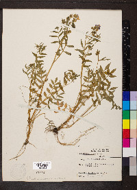 Polemonium reptans image