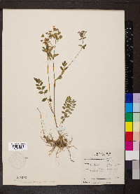 Polemonium reptans image