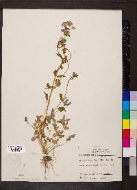 Polemonium reptans image