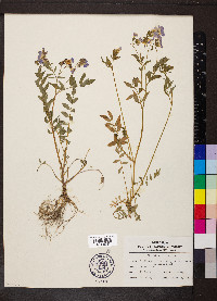 Polemonium reptans image