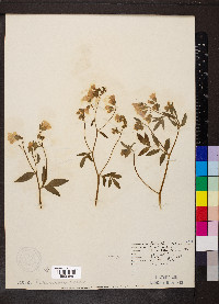 Polemonium reptans image