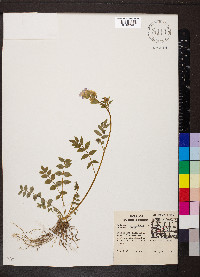 Polemonium reptans image