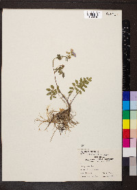 Polemonium reptans image