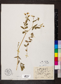 Polemonium reptans image