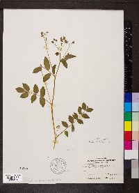 Polemonium reptans image