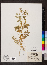 Polemonium reptans image
