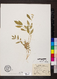 Polemonium reptans image