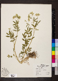 Polemonium reptans image