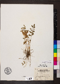 Polemonium reptans image