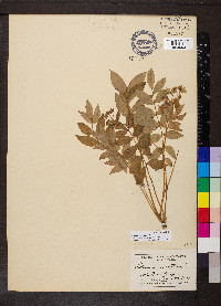 Polemonium reptans image
