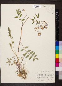 Polemonium reptans image