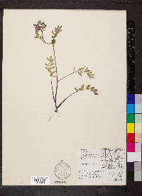 Polemonium reptans image