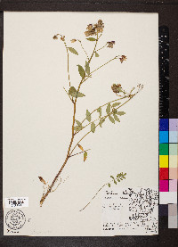 Polemonium reptans image