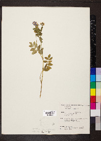 Polemonium reptans image