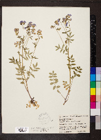 Polemonium reptans image