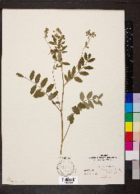 Polemonium reptans image