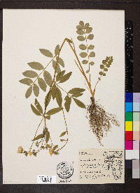 Polemonium reptans image