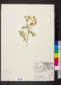 Polemonium reptans image