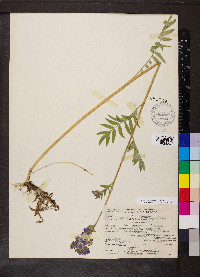 Polemonium californicum image