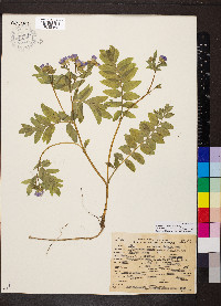 Polemonium carneum image