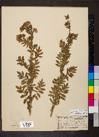 Polemonium foliosissimum image