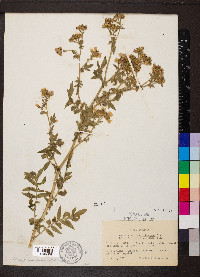 Polemonium foliosissimum image