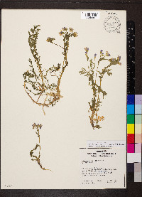 Polemonium pulcherrimum image