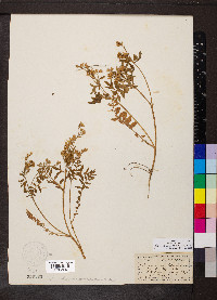 Polemonium pulcherrimum image