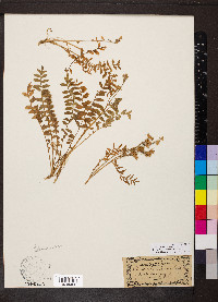 Polemonium pulcherrimum image