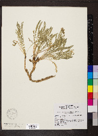 Polemonium pulcherrimum image