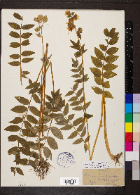 Polemonium vanbruntiae image