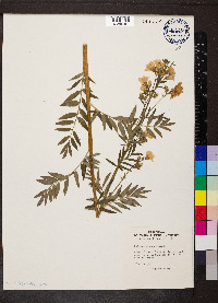 Polemonium caeruleum image