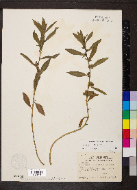 Hydrolea uniflora image