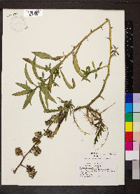 Hydrolea uniflora image