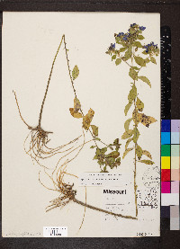Hydrolea ovata image