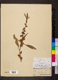 Hydrolea quadrivalvis image