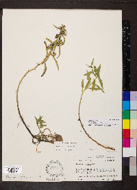 Hydrolea uniflora image